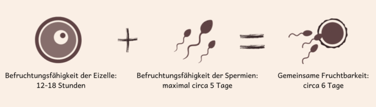 Du bist an maximal circa 6 Tagen im Zyklus fruchtbar
