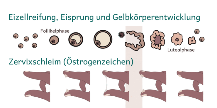 So verändert sich der Zervixschleim im Zyklus abhängig von der Follikelreifung un dem Östrogenspiegel.