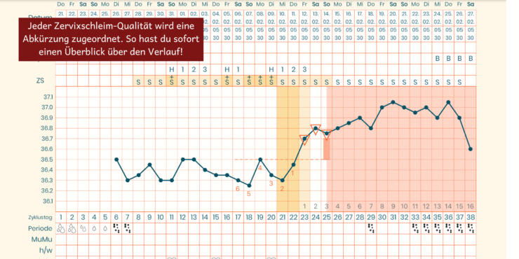 So werden die Zervixschleim-Abkürzungen im Zyklusblatt oder der App dokumentiert